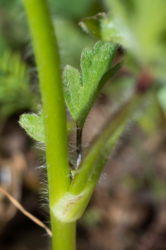 Ranunculus  cfr. bulbosus